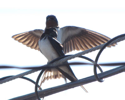 ��납��˂���΂����H