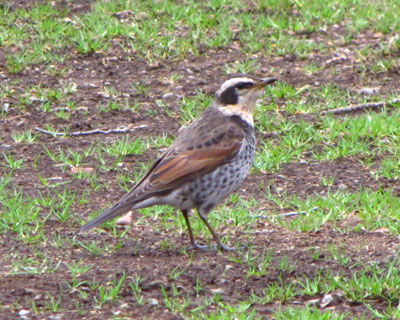 �V�h��炵�̃c�O�~