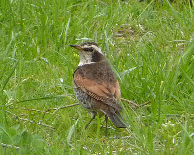 ���Ȃ���炵�̃c�O�~