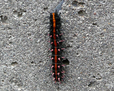 �Q���̊����J�̒��A����΂�c�}�O���q���E����