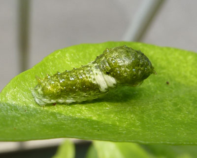 �~�J���ɂ����q�͂Ȃ�����