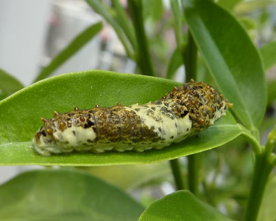 �L���J���ɂ��������h�̎q