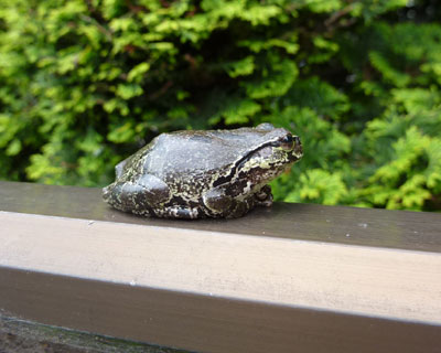 ���̂���������΂��ĕϐF���Ă݂�