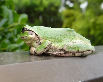 ���܂蓾�ӂłȂ��̂�����̂���