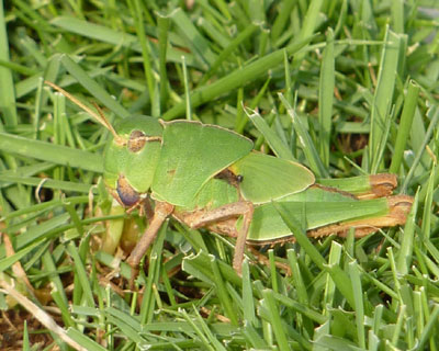 �R���b�Ƃ����q�����ۂ��o�b�^