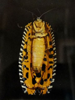 �����I�����W�������Ƃ�