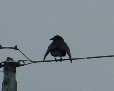 �Ȃ������[���Ƃ��̌`�������{�\�����