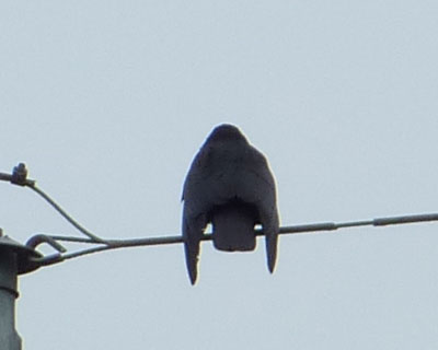 ���΂炭���Ă��畁�ʂɔ��ł�����