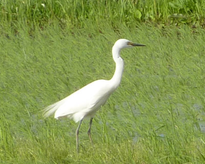 �T�M�̚{�̐F���ς��͔̂������Ǝv��