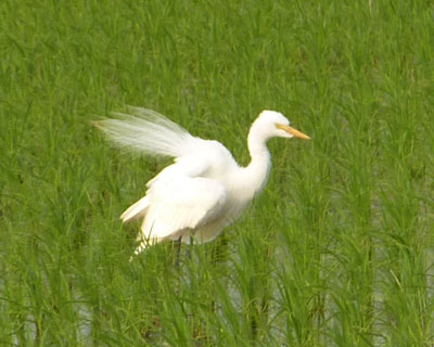 ����H���͂͂�����̂���