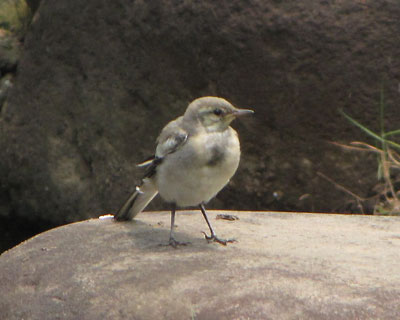 �{�P�����ǃn�N�Z�L���C�̎q