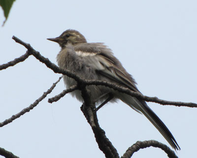 �ł��ǂ����Ă�����