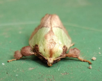 �܂��������ŎY�������񂶂Ⴀ��܂���