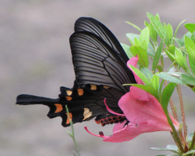 �W���R�E�A�Q�n����炵��