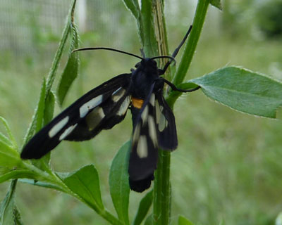 �����ɂ������Ėڈ󂪉B�ꂽ�J�m�R�K