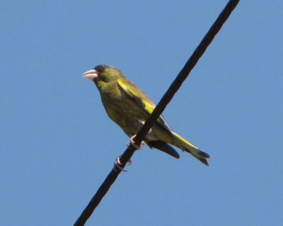 ���Ăɂ悭�����Ŗ��Ă����J�����q��