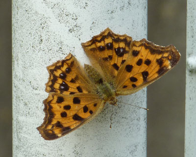 �t���L�^�e�n