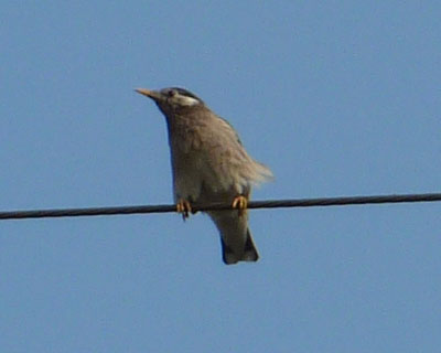 �Ȃɂ����Ă�H