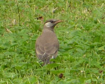 �����ɂ������q��