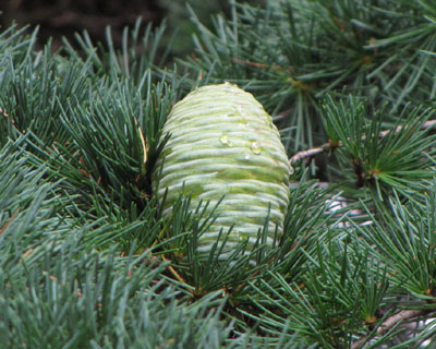 ���Ԃ񃌃o�m���V�[�_�[�̋���ȏ��ڂ�����