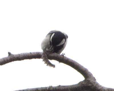 ���܂��邪�a���C�ɂȂ�