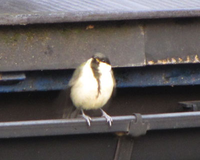 �Ղ�Ղ�V�W���E�J��