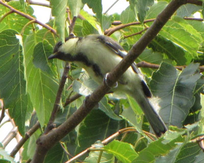 ���΂񂾎q�͗t���ς̒��Ŗڗ����ɂ�������