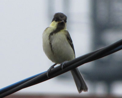 ���𒣂��Ă��q���͎q��