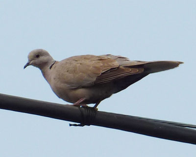 �V���R�o�g�͓d�����D��