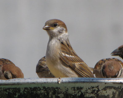 �w�L�т��Ă��q���͎q��