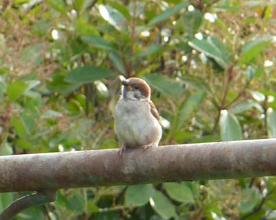 ���ԏ�ł݂�Ȃ��������̂Ƀ{�[�b�Ƃ��Ă��q