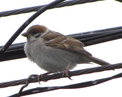 ���^�{����Ȃ���A�Ԃ���񂾂�