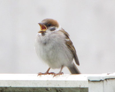 �N�����Ȃ��̂Ɍ����J����������q