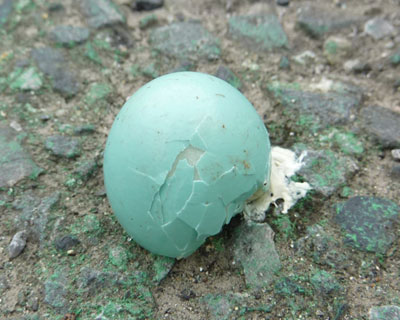 ���ɗ����Ă��i���Ԃ�j���N�h���̗��̊k