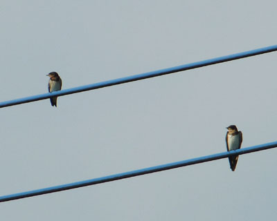 �e��ڂŒǂ��ăV���N��