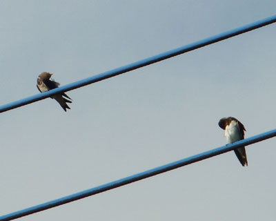 �҂������тꂽ�炵��