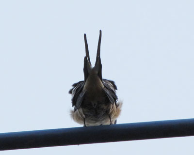 �����ɕ��������Ƃ��ɗ��Ȃ��ł�