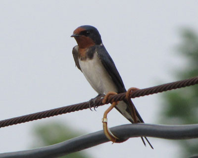 �ׂ̂΂��͍אg