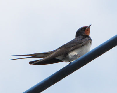 �������͂��Ԃ񂤂��̂΂�