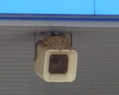 �Ǝv�������������������ăq�i�܂ł���