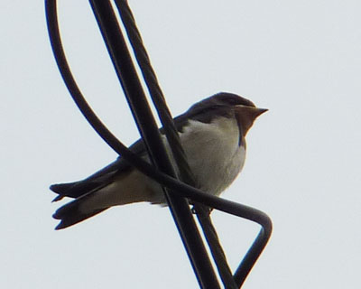 �q�c�o���̂����ۂ̓X�Y����肵��ڂ�