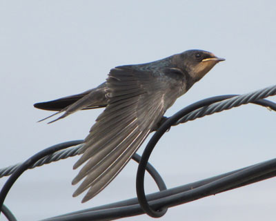 ������������Ă�q