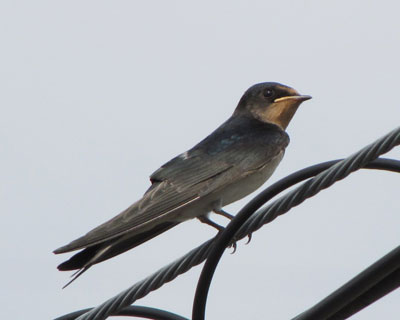 ���p�̓��X���Ǝv����