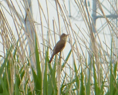 �k���P�O�O���[�g���̃I�I���V�L��