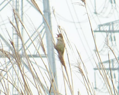 ���͂����������邪�A�p�͂߂����Ɍ����Ȃ�