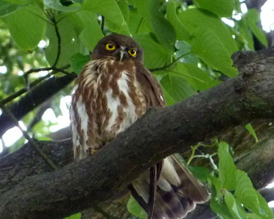 �Ŋ��̃A�I�o�Y�N