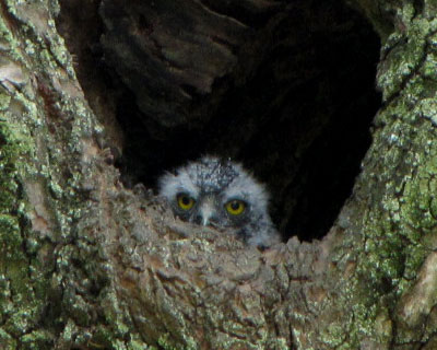 �Ɛ��w�͌����I