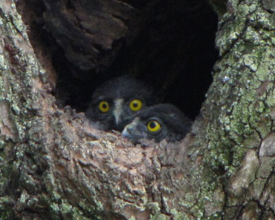 �����r�b�N��