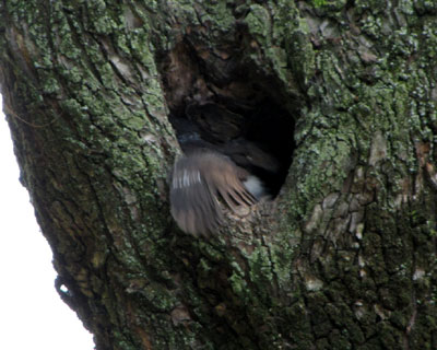 �H�΂������K