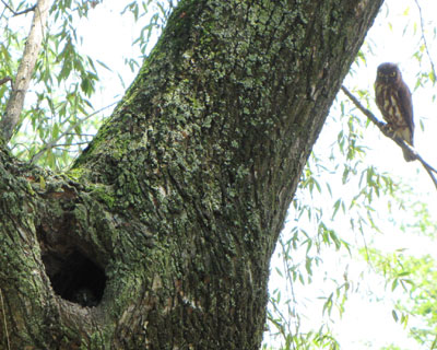 ������Ō����